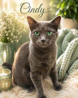 Cindy, adult, available for adoption