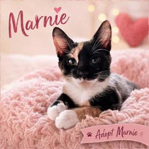 Marnie, young, available for adoption