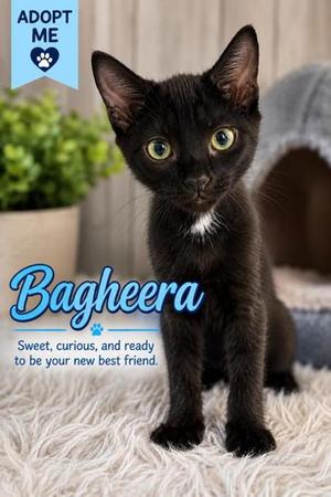 Bagheera, kitten, available for adoption