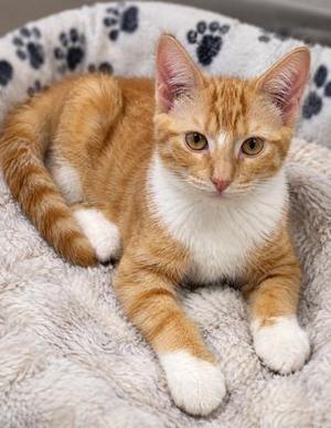 Marcie, kitten, available for adoption