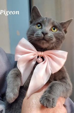 Piegon, young, available for adoption