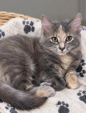 A fluffy gray and white cat with green eyes is lying on a blanket with paw prints.