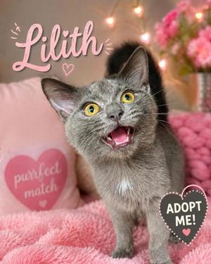 Lilith, kitten, available for adoption