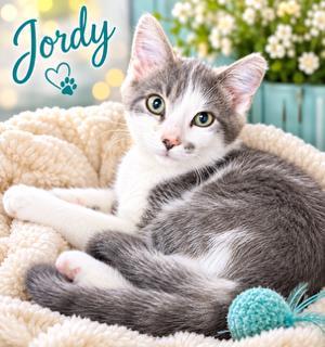 Jordy, young, available for adoption