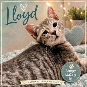 Lloyd, young, available for adoption