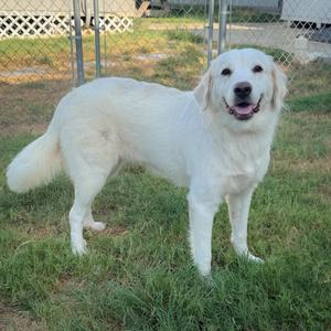 A white dog standing on grass with a chain-link fence in the background.