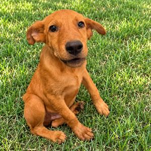 Dee 26-09-050, Shepherd, puppy, available for adoption