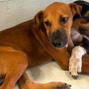 Conan 26-09-048, Hound, puppy, available for adoption