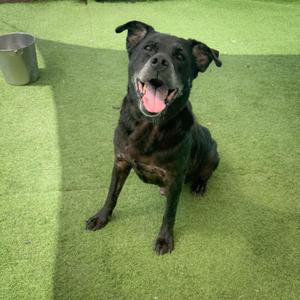 A black dog sitting on a green artificial grass surface, looking up with its mouth open and tongue out.