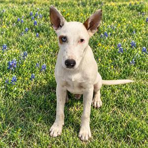 Conner 26-09-151, Terrier, Bull, young, available for adoption