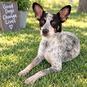 Angel 26-08-122, Cattle Dog, Australian (Blue Heeler), adult, available for adoption