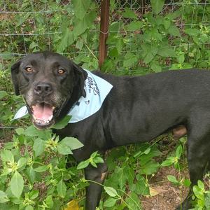 Clifford 25-09-121, Great Dane, adult, available for adoption