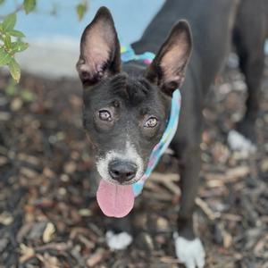 A black and white dog with a blue bandana, standing on a leaf-covered ground with its tongue out.