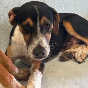 Collin 26-09-048, Hound, puppy, available for adoption