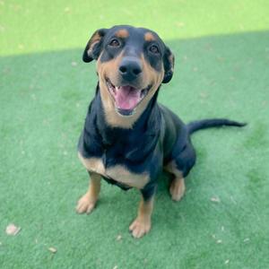 A black and tan dog sitting on green artificial turf, looking up with its mouth open and tongue out.