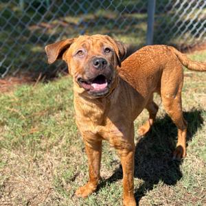 Athena 26-09-108, Mastiff, adult, available for adoption