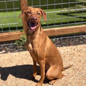 Bella 26-09-108, Vizsla, adult, available for adoption