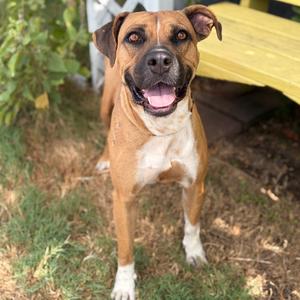 Candy Land 26-08-055, Boxer, adult, available for adoption