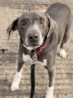 Ackley, Hound, senior, available for adoption