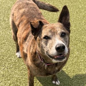 Cindy, Cattle Dog, senior, available for adoption