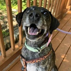 Ella, Pit Bull Terrier, senior, available for adoption