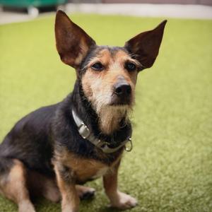 Duffy, Yorkshire Terrier, senior, available for adoption