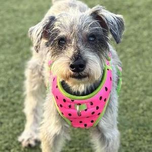 A small dog with shaggy fur wearing a pink watermelon-patterned bandana