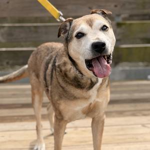 Katie, Cattle Dog, senior, available for adoption