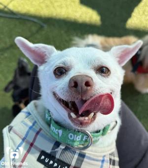 Bubba, Chihuahua, senior, available for adoption