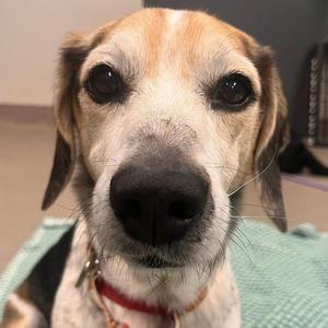 Miso, Beagle, senior, available for adoption