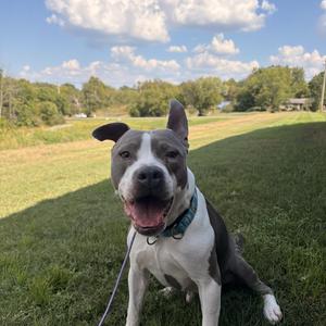 Brutus, Pit Bull Terrier, senior, available for adoption