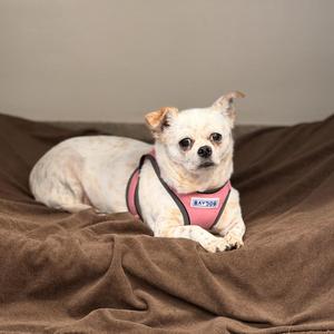 Natasha, Chihuahua, senior, available for adoption