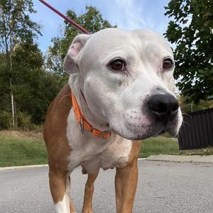 Cleo, Pit Bull Terrier, adult, available for adoption