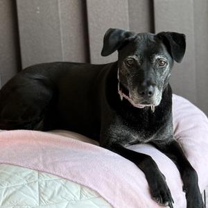 Angel, Pit Bull Terrier / Black Labrador Retriever, senior, available for adoption