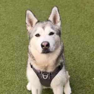 Leia, Husky, adult, available for adoption