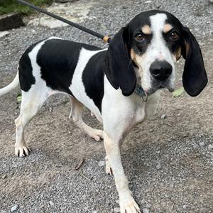 Rose, Coonhound, senior, available for adoption