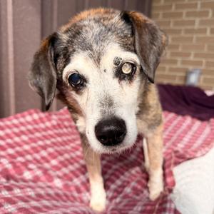 Schroder, Jack Russell Terrier / Beagle, senior, available for adoption