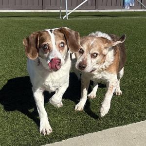 Baxter and Red, Beagle, senior, available for adoption