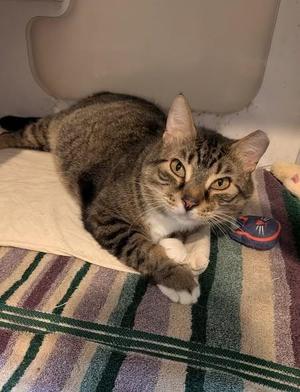 Cletus, young, available for adoption