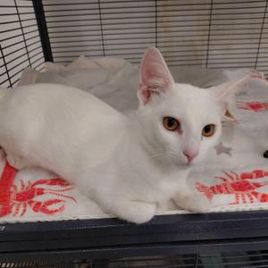 A white cat with orange eyes lying on a red and white patterned blanket inside a cage.