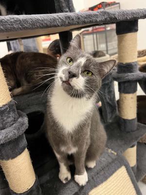 Greyam, adult, available for adoption