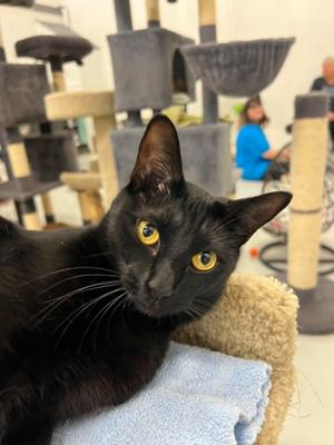 Mars, young, available for adoption