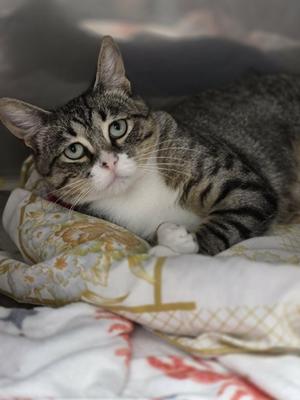 Hayden, young, available for adoption