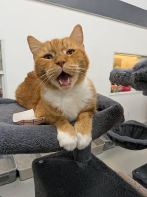 King, young, available for adoption