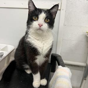 Hopper, senior, available for adoption