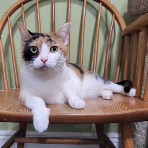 Josie, adult, available for adoption