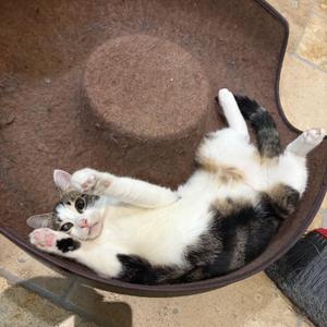 Crunchwrap, young, available for adoption