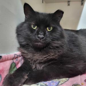 Max, adult, available for adoption