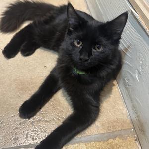 Cosmo, kitten, available for adoption
