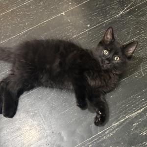 A black cat lying on a wooden floor.
